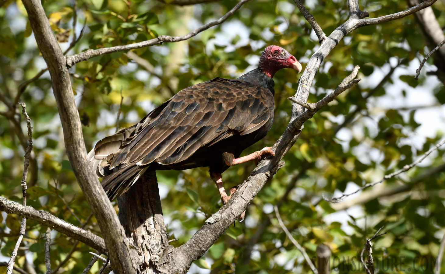 Cathartes aura septentrionalis [400 mm, 1/1250 Sek. bei f / 8.0, ISO 1000]